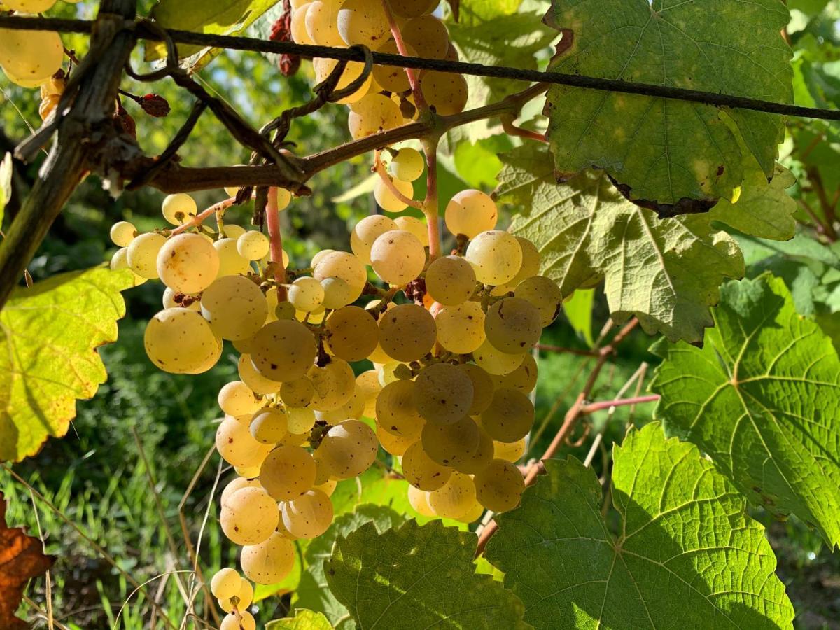 Zur Alten Rebe Ferienhaus Und Weingut Konz Zewnętrze zdjęcie